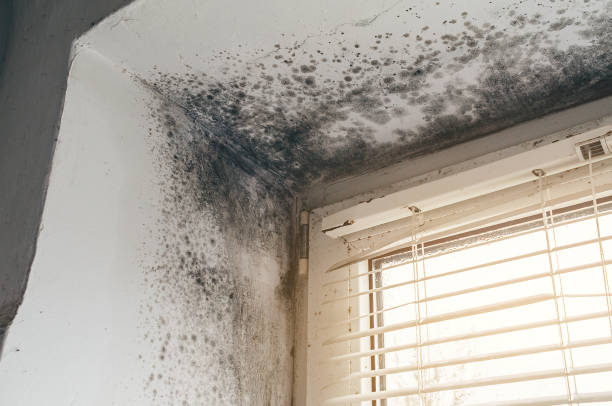 Affordable Bathroom Mold Removal solutions in Angier, NC